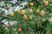 Lace-bark pine (Pinus bungeana)