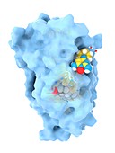 Minoxidil drug binding to androgen receptor