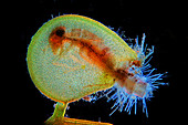 Bladderwort trap with mayfly larva, light micrograph