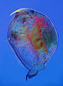 Chydorus water flea, light micrograph
