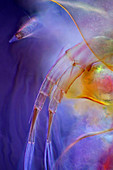 Water flea antenna, light micrograph