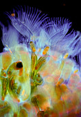 Bryozoan colony, light micrograph
