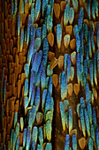 Moth wing scales, light micrograph