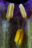 Spurge laurel anthers, light micrograph
