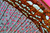 Birch stalk tissue, light micrograph