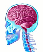 Brain and skull anatomy, illustration