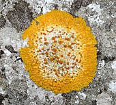 Lichen (Caloplaca flavescens)