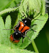 Leaf beetles mating