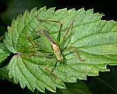 Speckled bush cricket