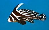Spotted drum fish
