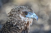 Portrait of an immature Bateleur eagle