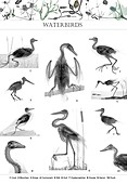 Waterbirds, X-ray montage