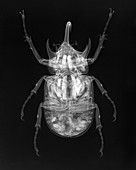 Rhinoceros beetle, X-ray