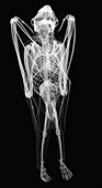 Bat, X-ray