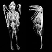 Bat, X-ray