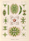 Desmidiea algae, 1904 illustration