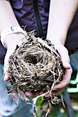 Common dormouse nest in a researcher's hand