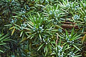 Yew plum pine (Podocarpus macrophyllus)