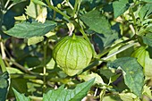 Tomatillo (Physalis philadelphica)