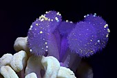 Hibiscus flower reproductive organs in UV light