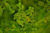 Lily pollen, light micrograph