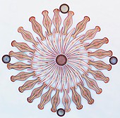 Assorted diatoms, light micrograph