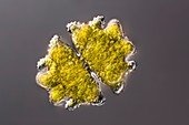 Euastrum desmid, light micrograph