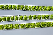 Zygnema sp. algae filaments, light micrograph