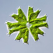 Micrasterias crux-melitensis, light micrograph