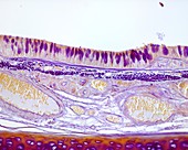 Trachea wall, light micrograph