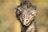 Greater rhea showing nictitating membrane