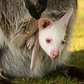 Red-necked wallaby with albino young