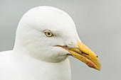 Herring gull on Skomer Island, Pembrokeshire, UK