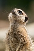 Captive meerkat watching for predator