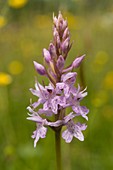 Common spotted orchid (Dactylorhiza fuchsii), Wales, UK