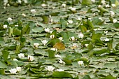 Water lilies (Nymphaea alba), Pembrokeshire, Wales, UK