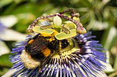 Passion flower (Passiflora incarnata) and bee