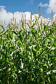 Field of maize or corn