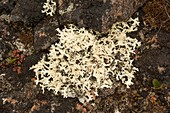 Reindeer lichen, Danmark Island, Greenland