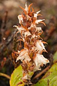 Broomrape (Pedicularis groenlandica) flower, Greenland