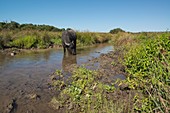 Asian water buffalo at Cilgerran nature reserve, Wales, UK