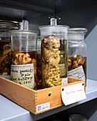 Preserved baby leopards