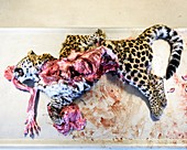 Leopard carcass