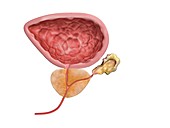 Bladder, prostate gland and seminal vesicles, illustration