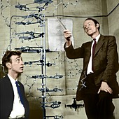 Watson and Crick with their DNA model