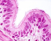 Respiratory epithelium, light micrograph