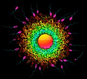 Sperm cells fertilising an ovum, illustration