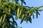 Immature cones on Norway spruce (Picea abies)