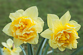 Double Narcissus 'Sulphur Phoenix' flowers