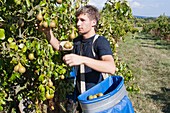 Fruit harvesting